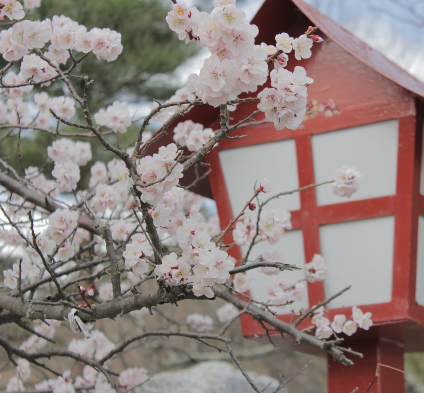 Japan - Sakura Silk  Wax Melts