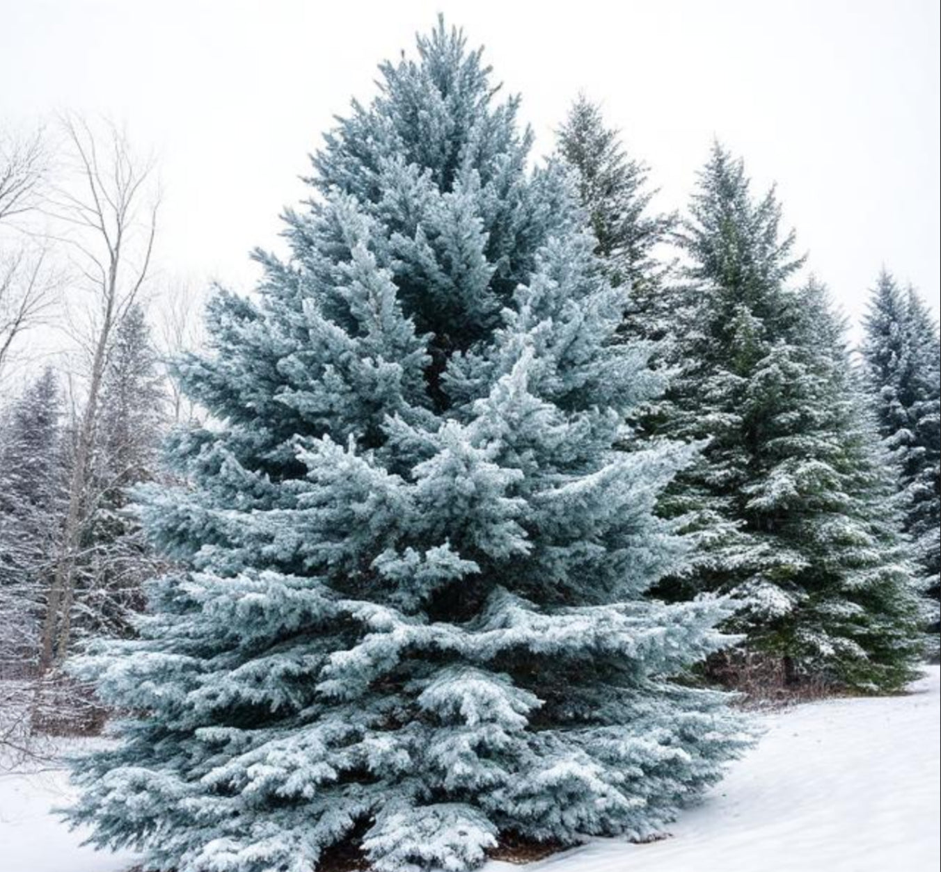 Blue Cypress & Snow Wax Melts