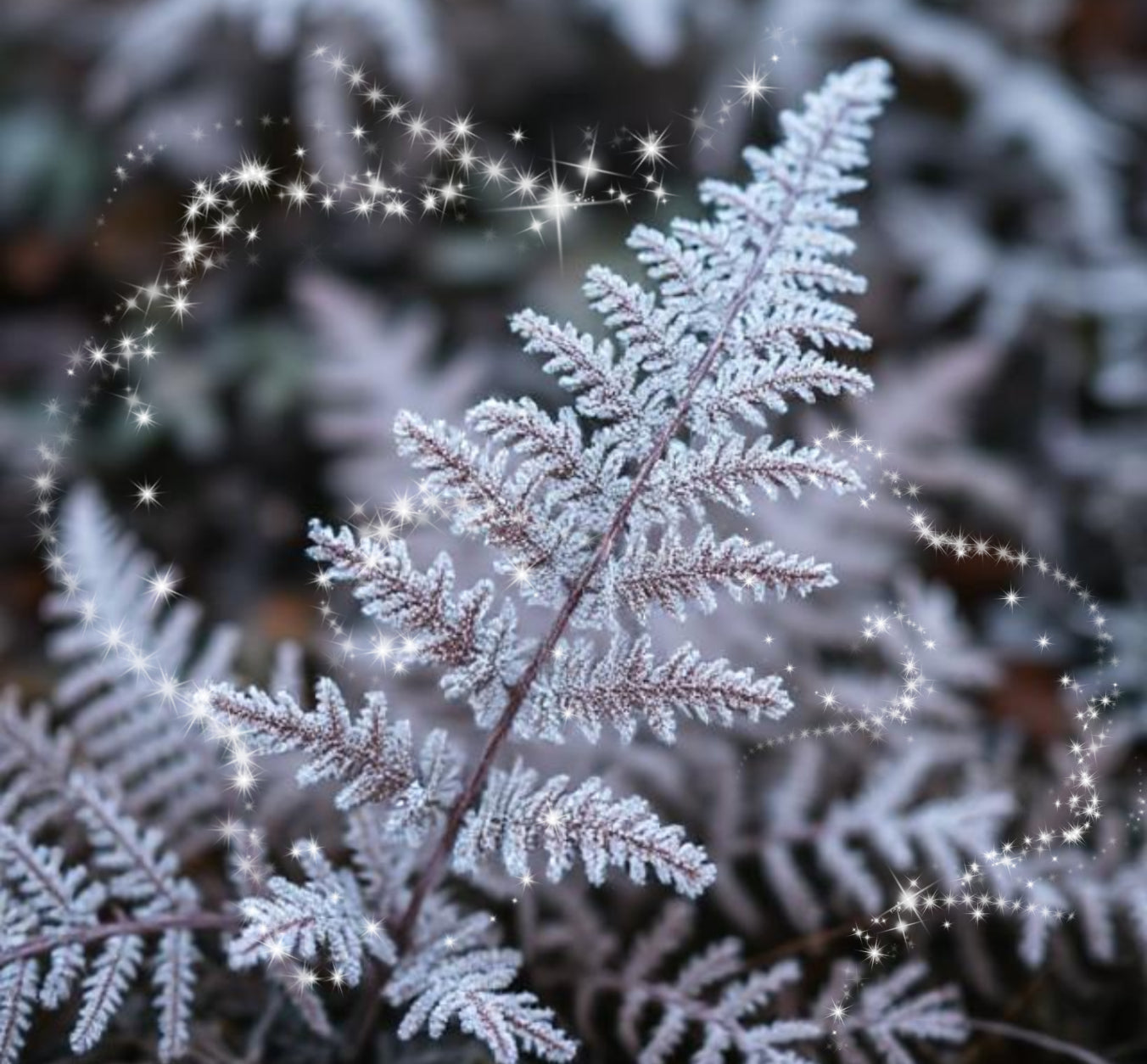 Frost Fern Wax Melts