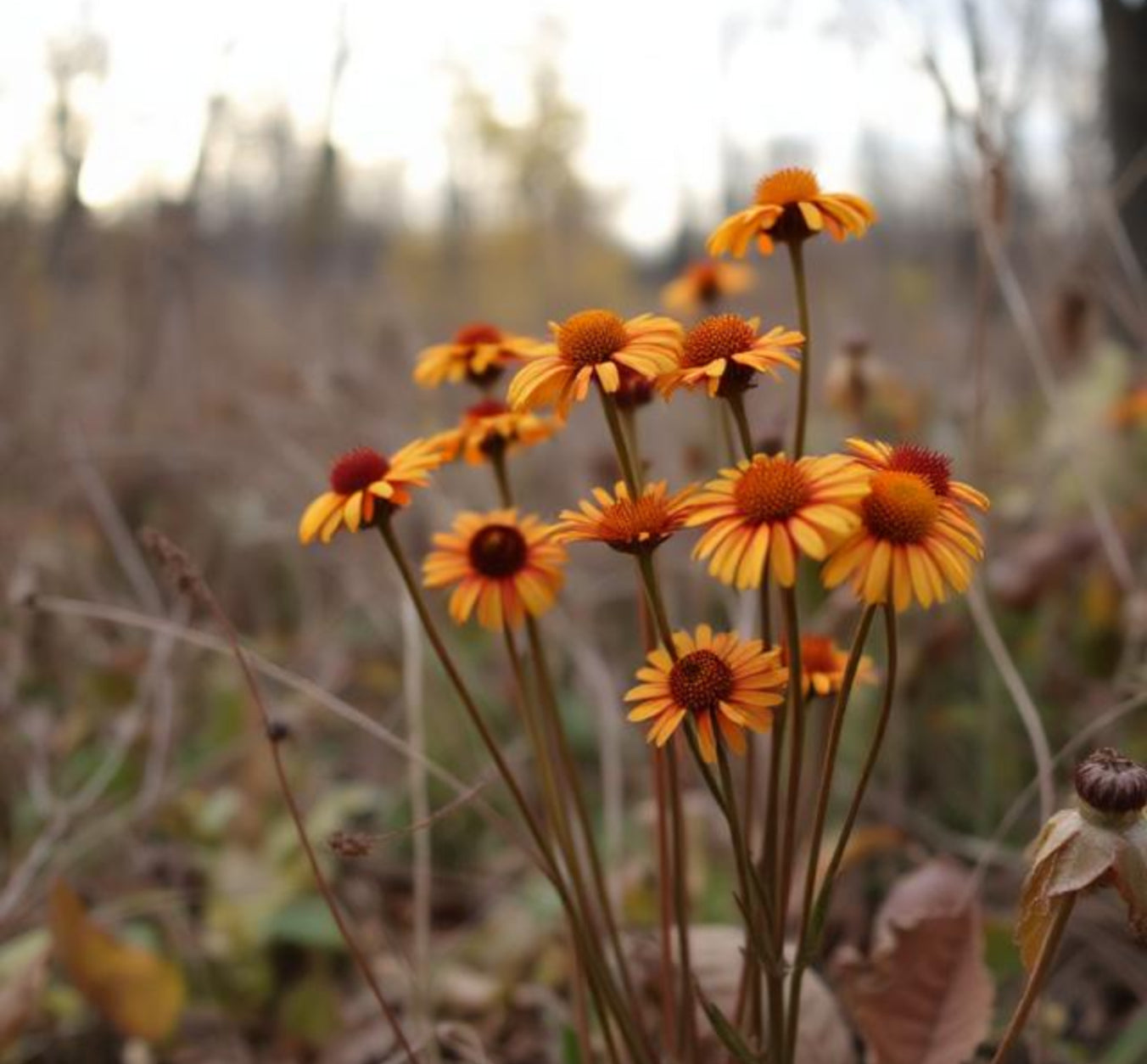 Bittersweet Wax Melts