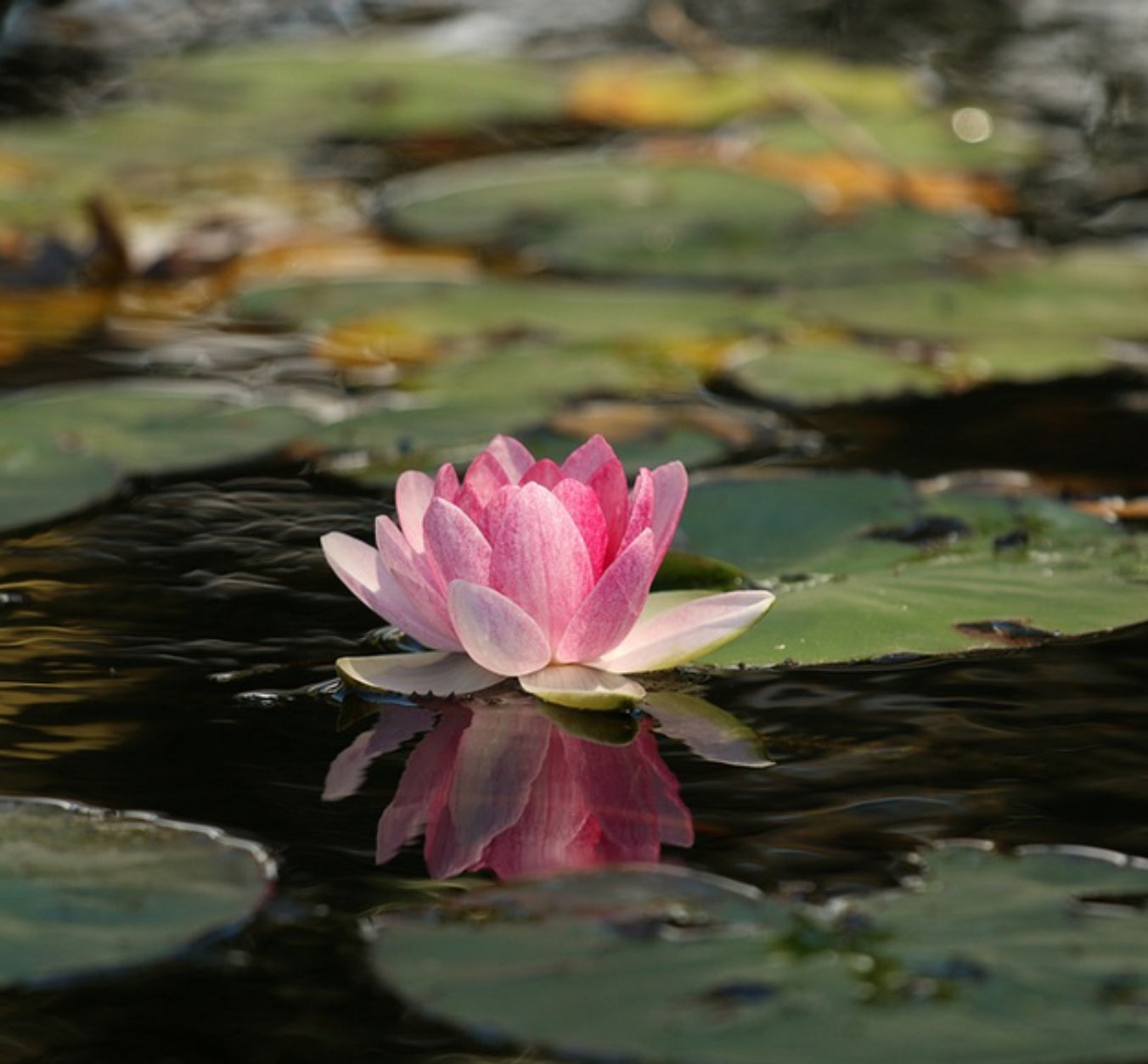 Reflection Wax Melts