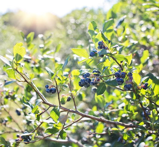 Blueberry Thyme Wax Melts