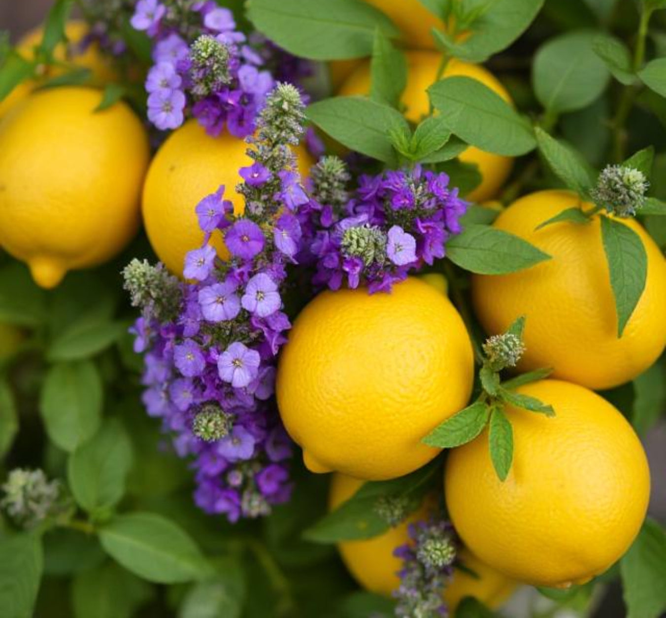 L'O Verbena Wax Melts