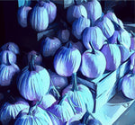 Blueberry Pumpkin Patch Wax Melts