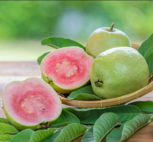 Rainforest Guava Wax Melts