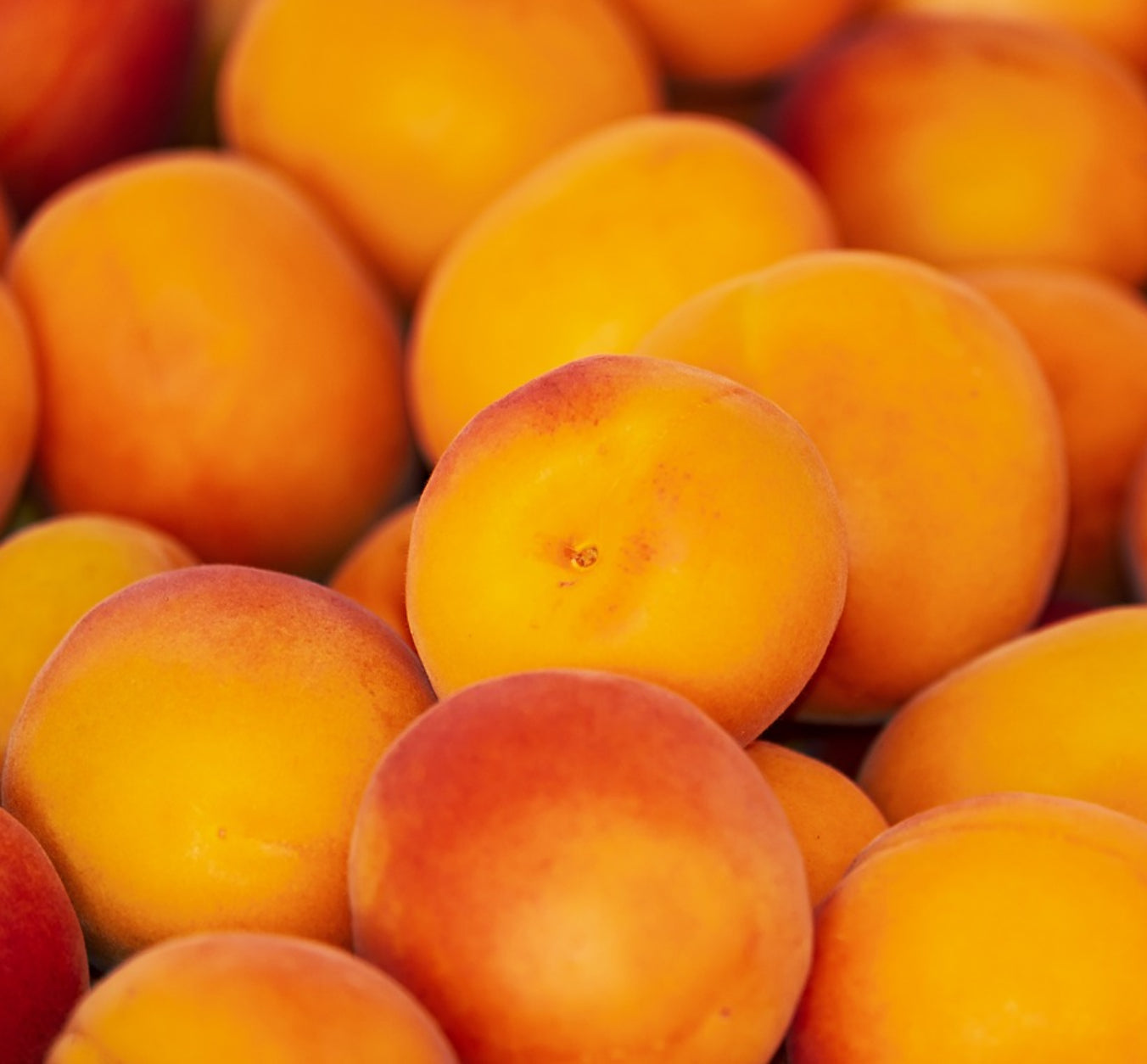 Apricot Wax Melts