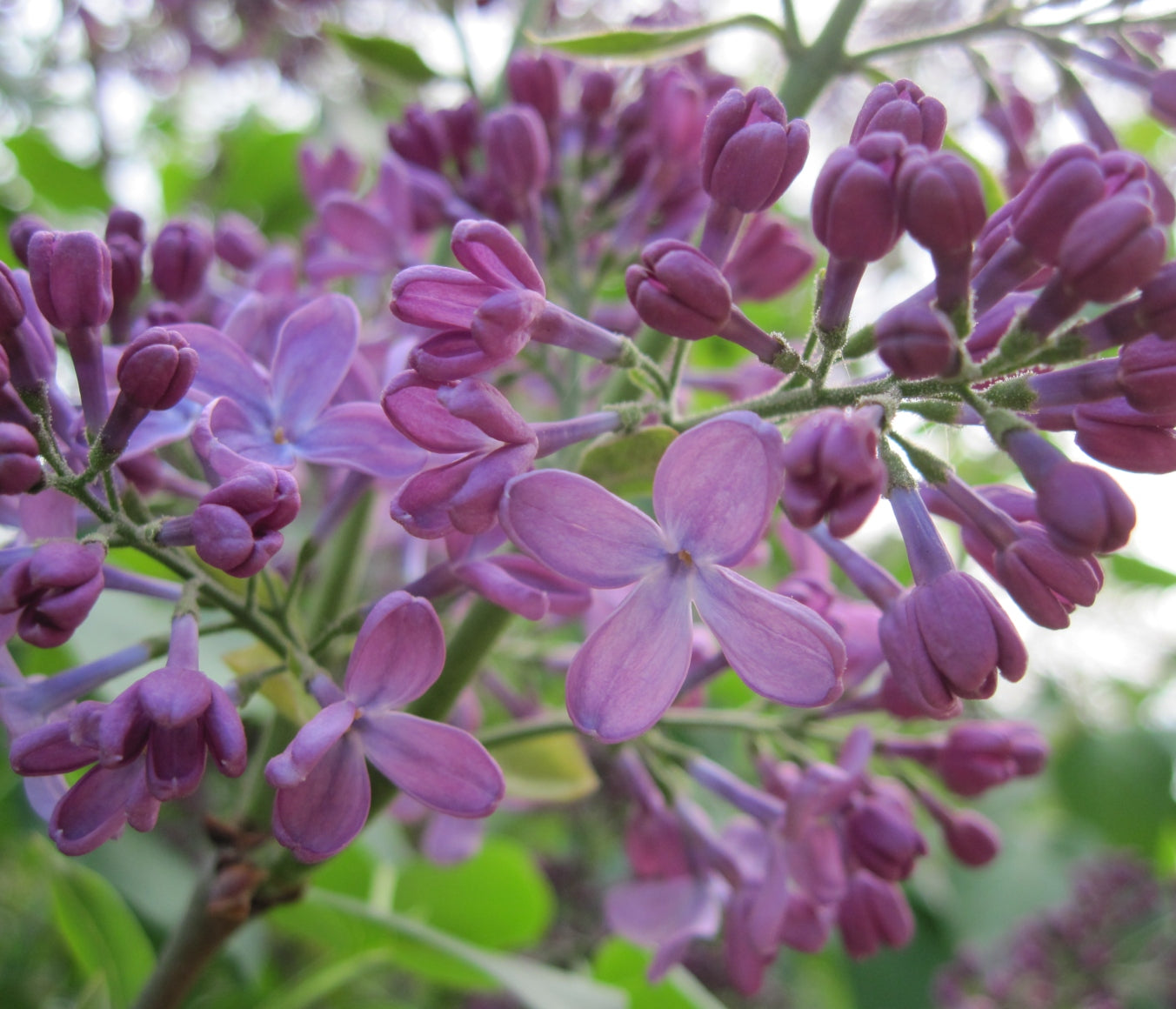 French Lilac Wax Melts