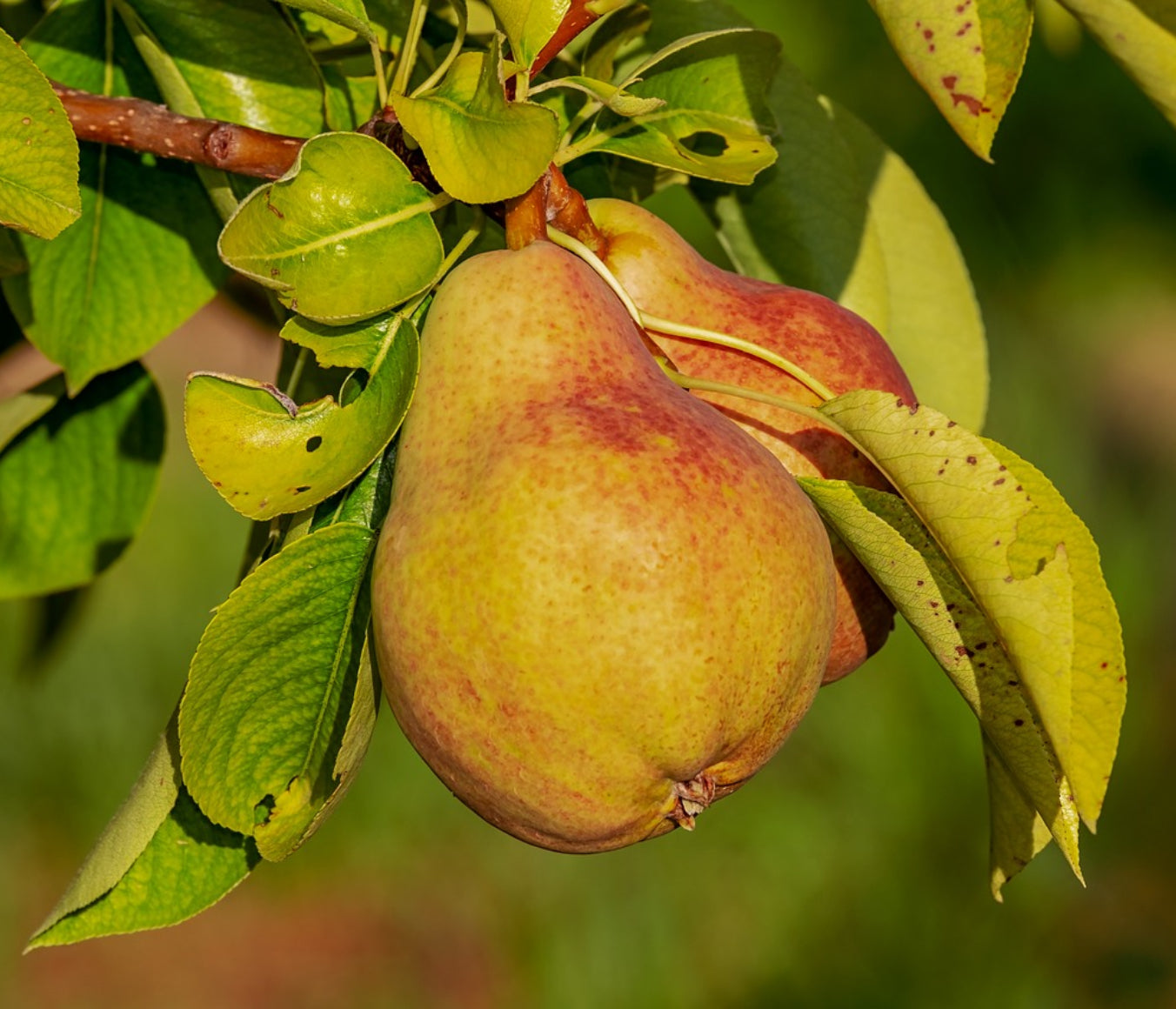 Pear Wax Melts