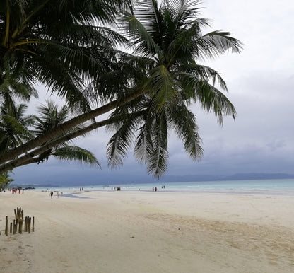 Coconut Rain Wax Melt