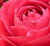 Wild Rose Petal Jam Wax Melts - Lushies Dupe