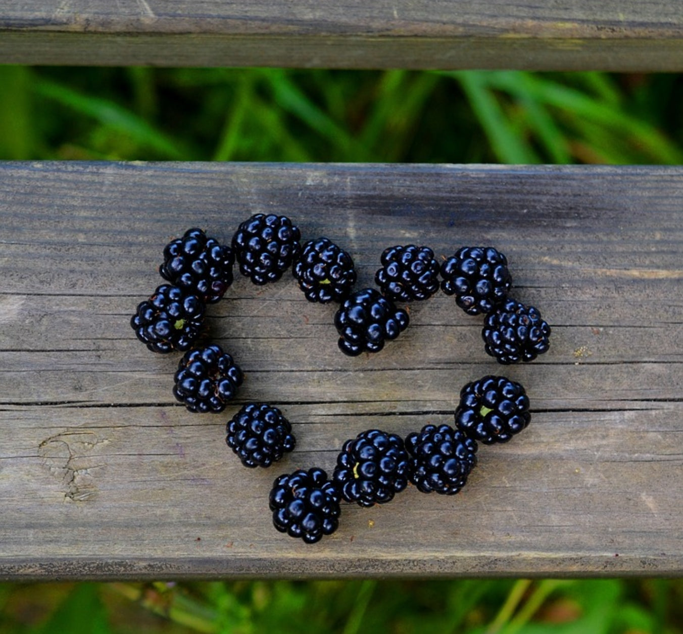 Cedar, Sage, & Blackberry Wax Melts