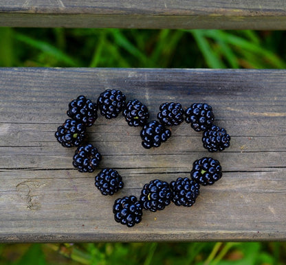 Cedar, Sage, & Blackberry Wax Melts