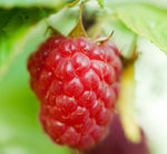 Sun Ripened Raspberry Wax Melts - B&BW Dupe