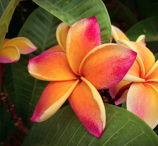 Plumeria Wax Melts - B&BW Dupe