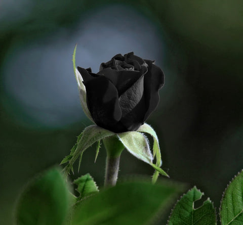 Black Rose & Oud Wax Melts