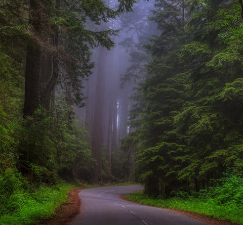 Redwood Forest Wax Melts