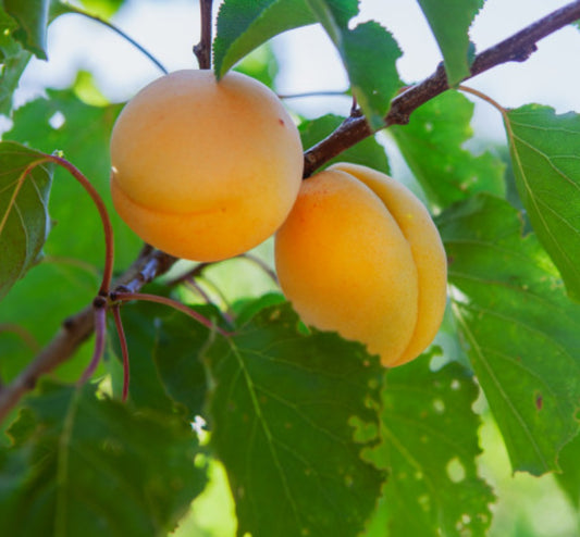 Peach Orchard Wax Melts