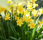 Daffodils Wax Melts