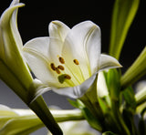 White Lily Wax Melts