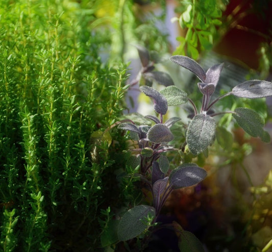 Forest Thyme Wax Melts