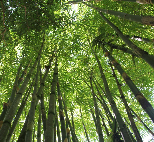 Bamboo Forest Wax Melts