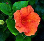 Hawaiian Hibiscus Wax Melts - B&BW Dupe