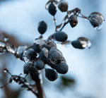 Blueberry Ice Wax Melts