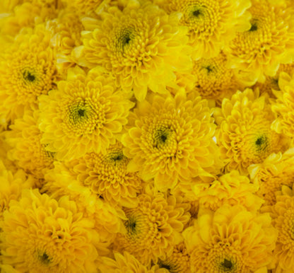Chrysanthemum Wax Melts