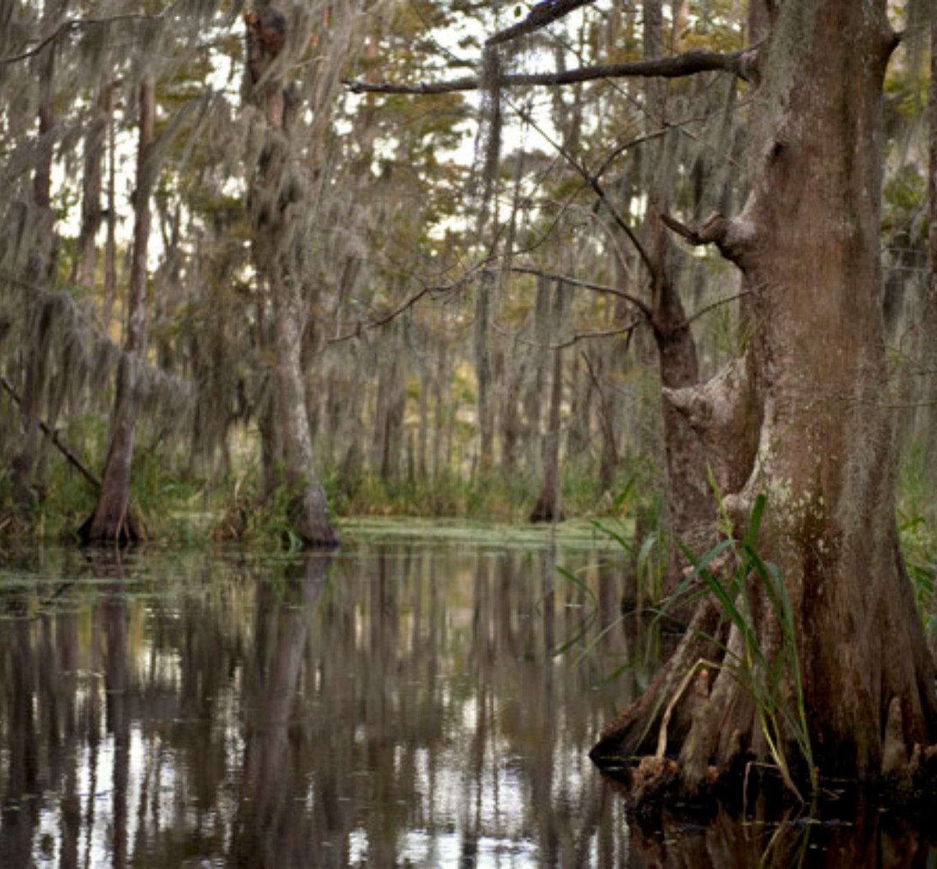 Tiana Wax Melts - Princess Collection