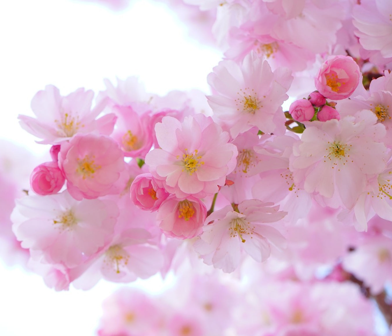 Cherry Blossom Wax Melts