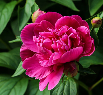 Peony Rose Wax Melts