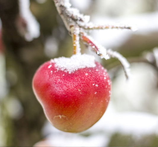 Pink Apple Punch (AKA Pink Apple & Vanilla Frost) Wax Melts - B&BW Dupe