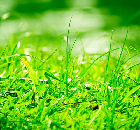 Green Grass Wax Melts